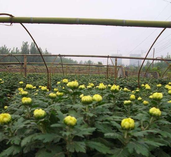 北京菊花种苗基地